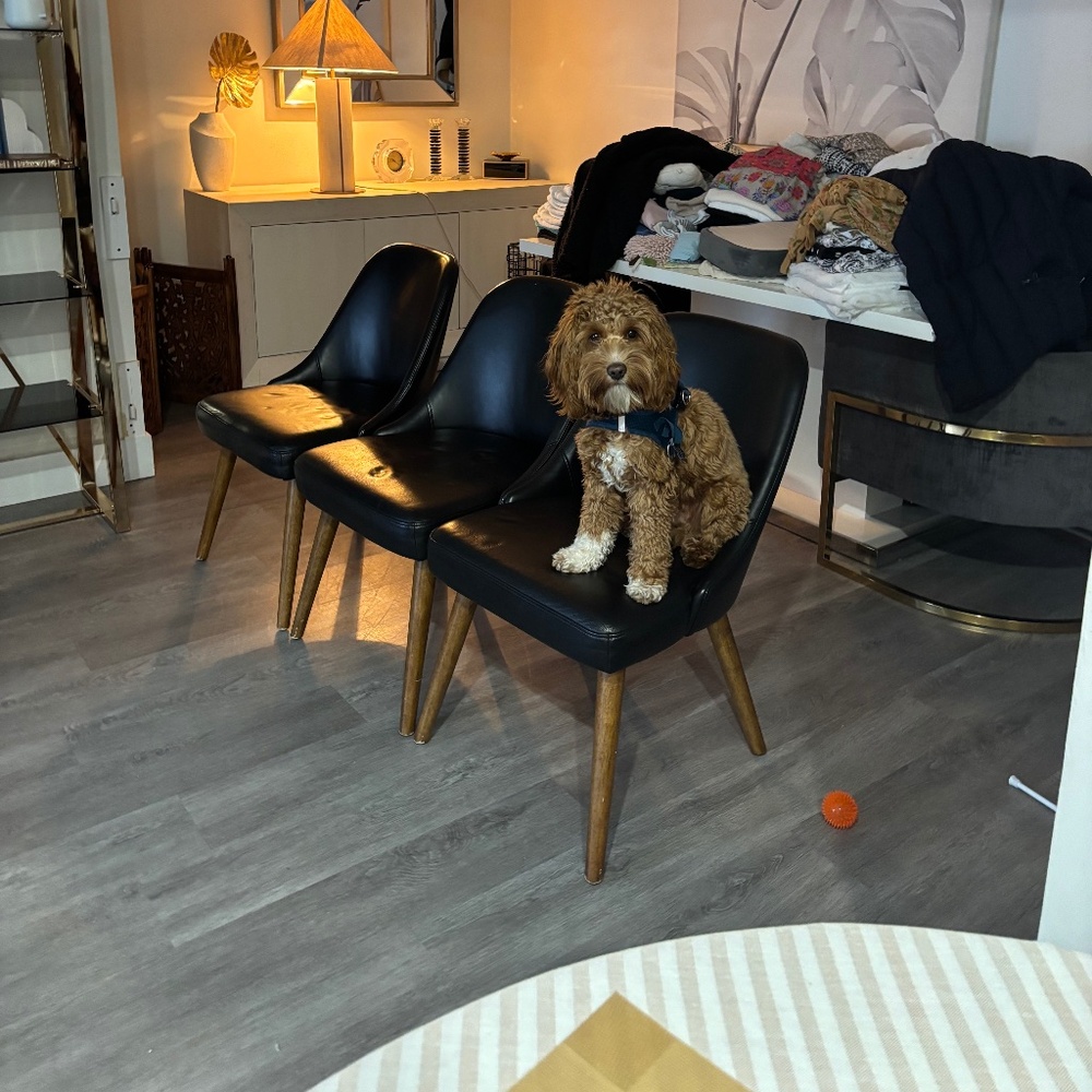 West elm dining chairs